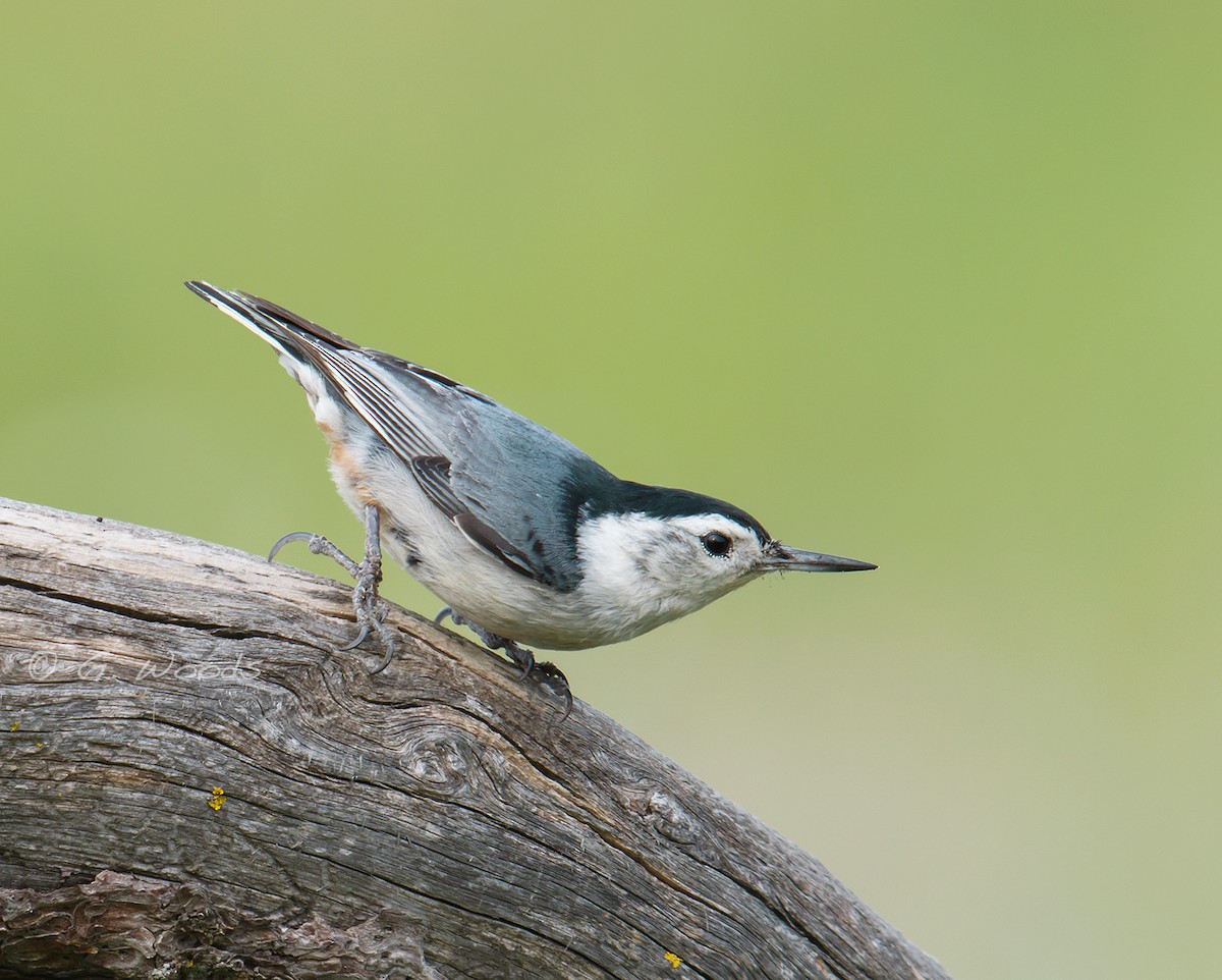 White-breasted Nuthatch (Pacific) - ML25045871