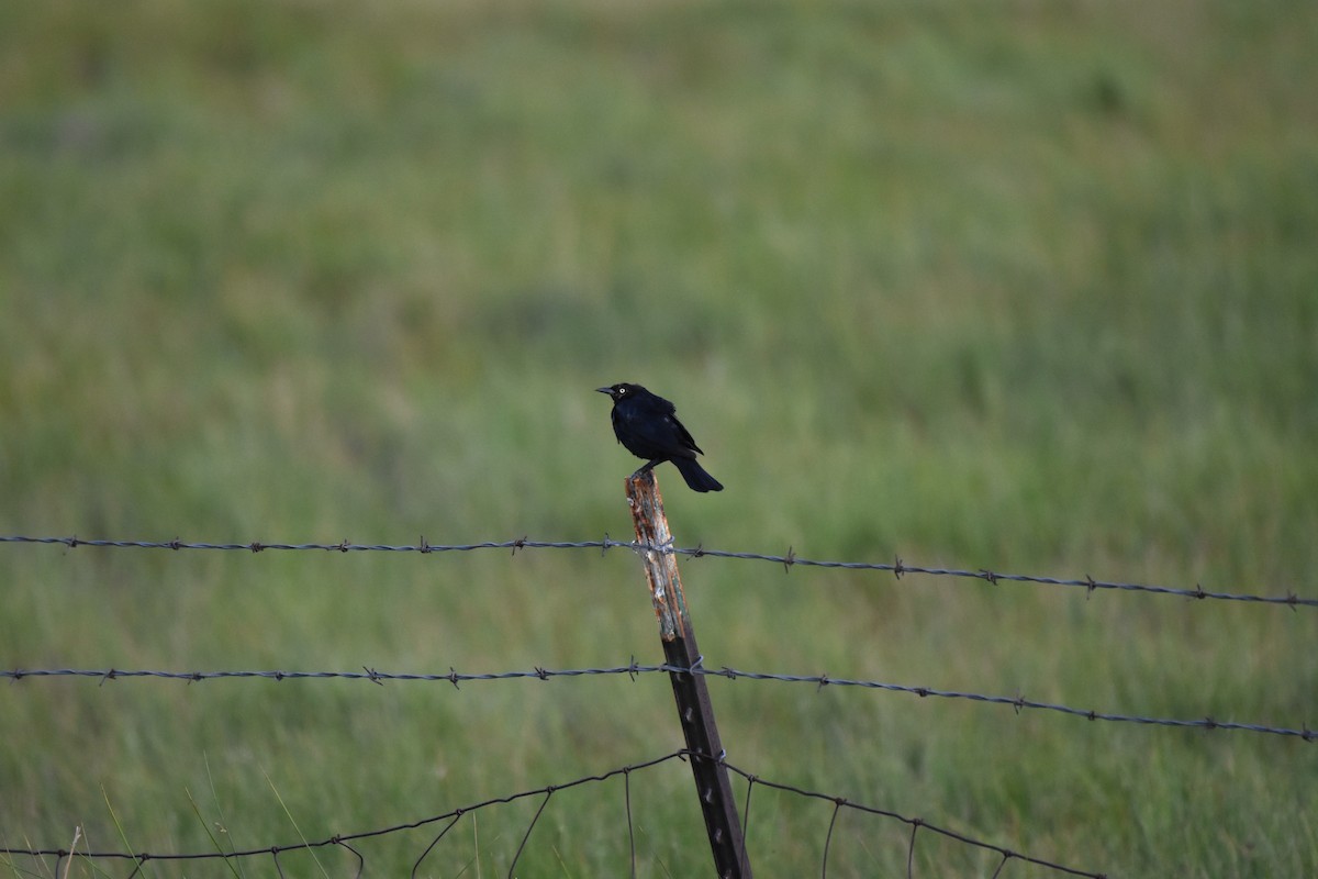 blackbird sp. - ML250459401