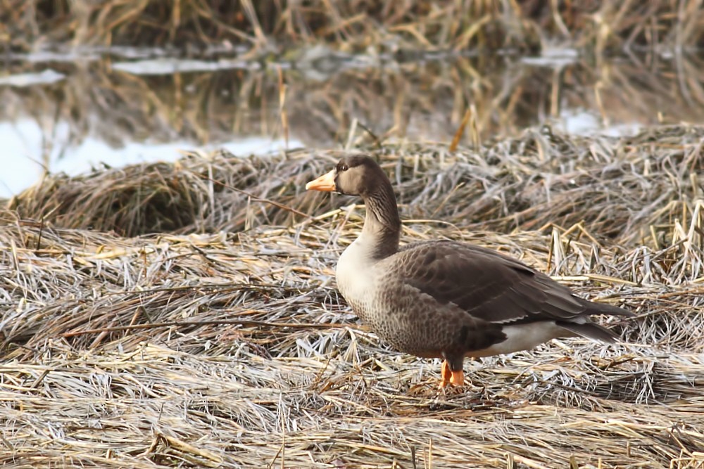 Greater White-fronted Goose - ML25046061