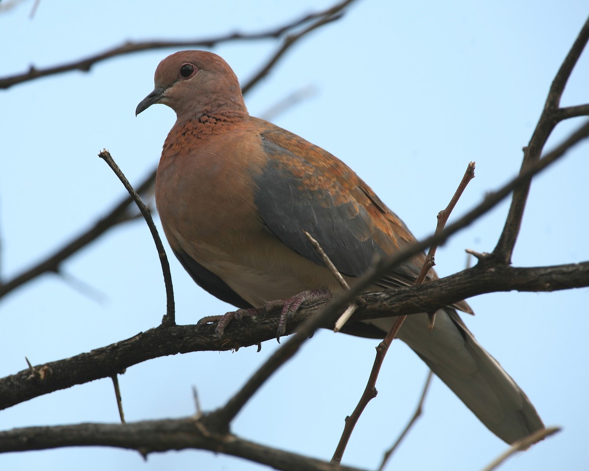 Laughing Dove - Bruce Robinson