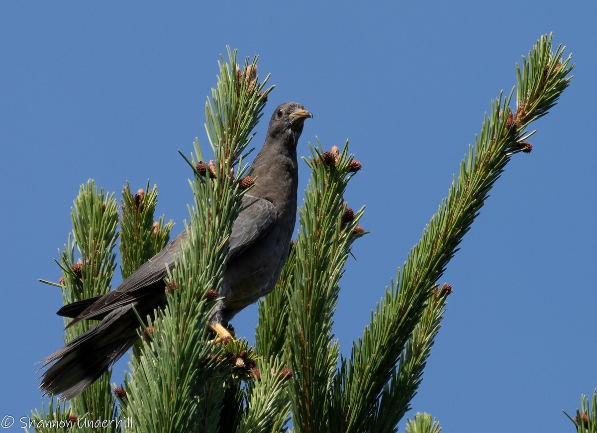 Band-tailed Pigeon - Shannon Underhill
