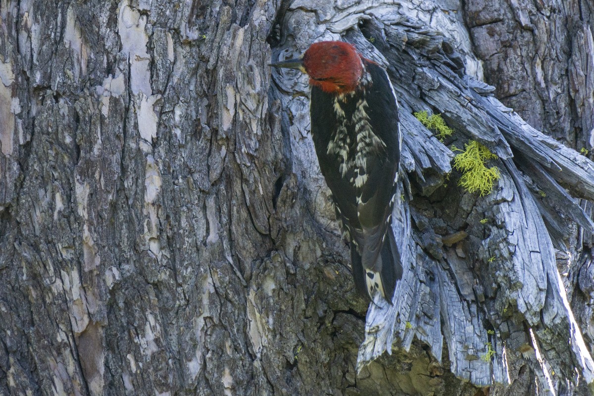 Red-breasted Sapsucker - ML250465711