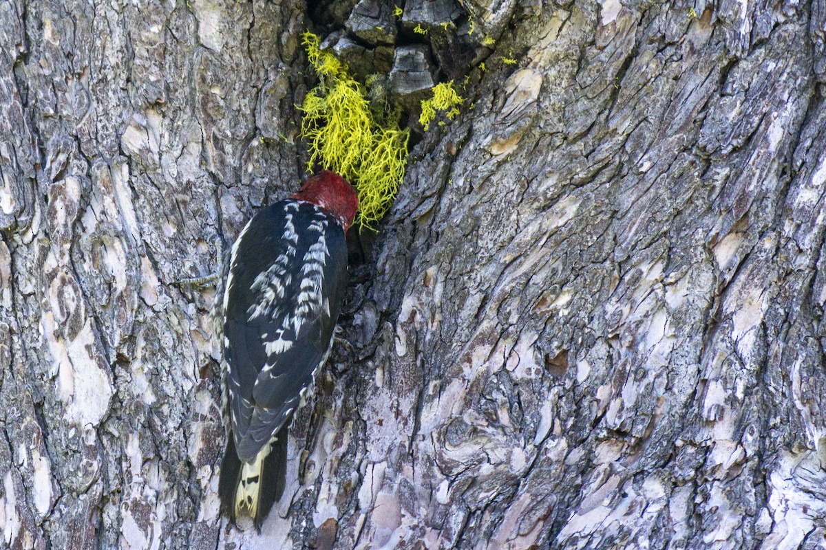 Red-breasted Sapsucker - ML250465801