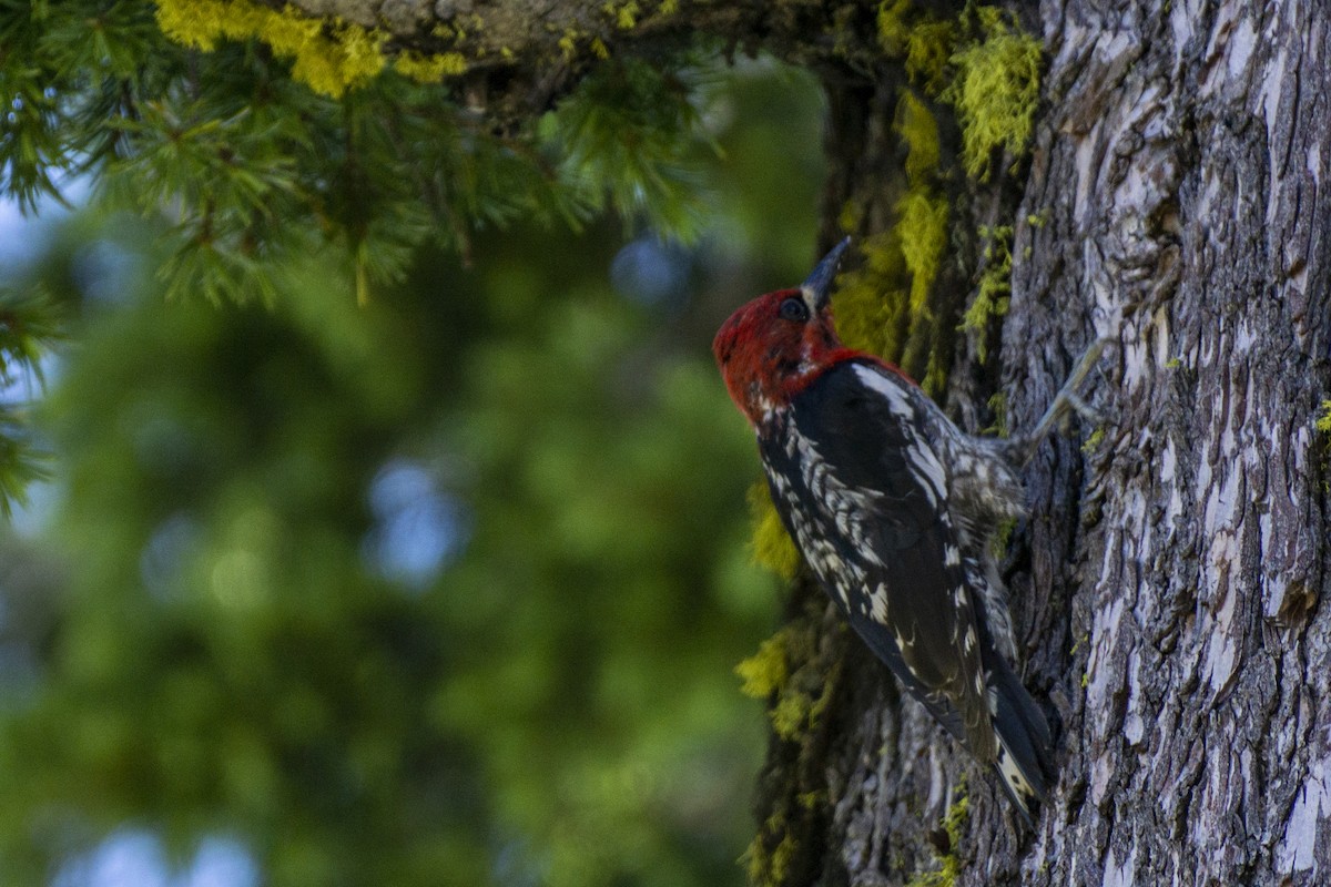 Red-breasted Sapsucker - ML250466061