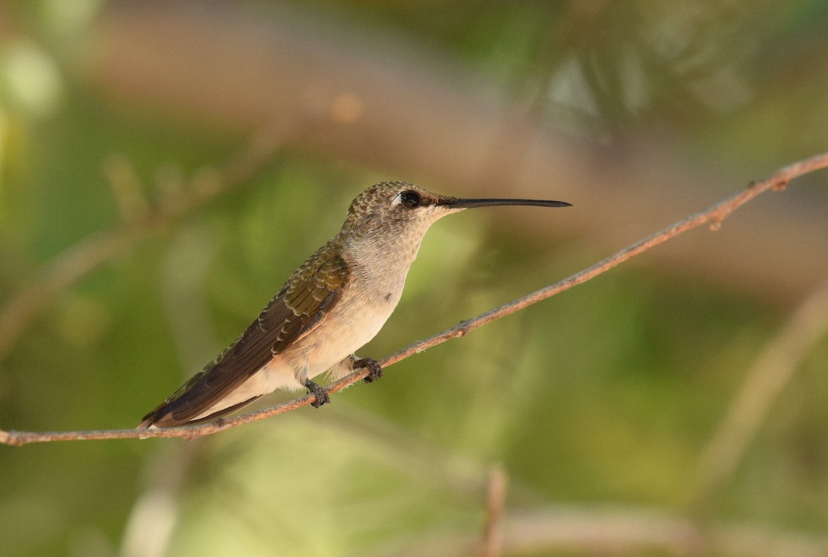 Black-chinned Hummingbird - Ryan O'Donnell