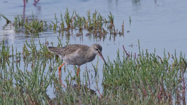Spotted Redshank - ML250472451