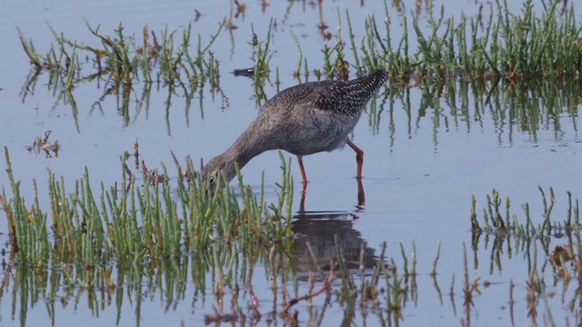 Spotted Redshank - ML250472511