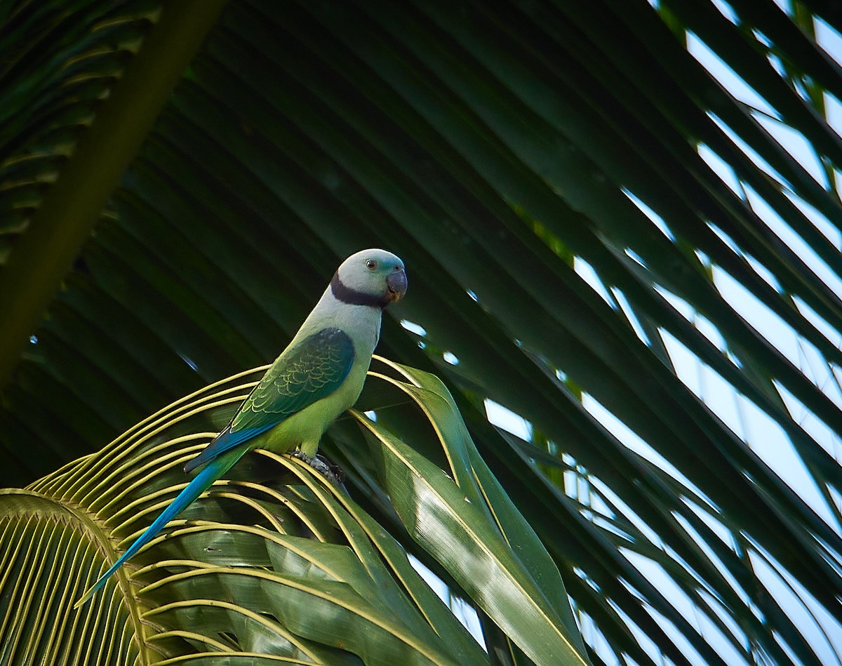 Malabar Parakeet - Raghavendra  Pai