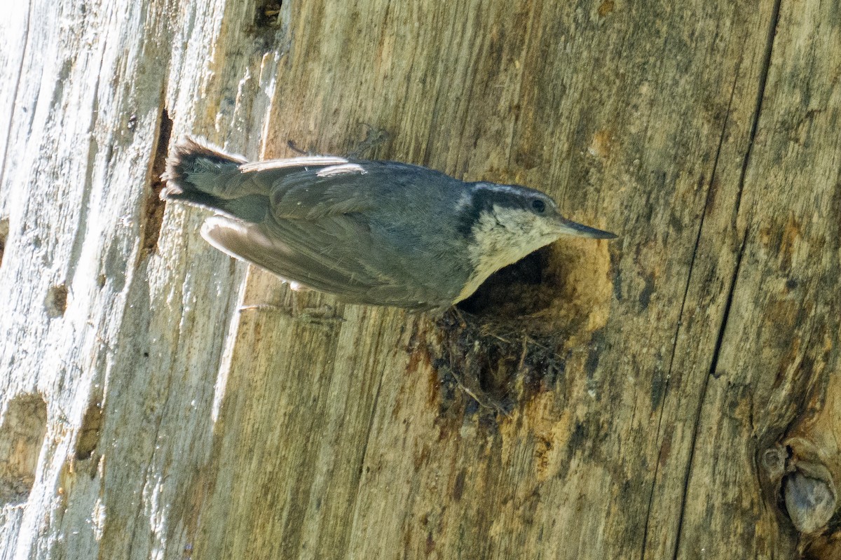 Red-breasted Nuthatch - Steven Hunter