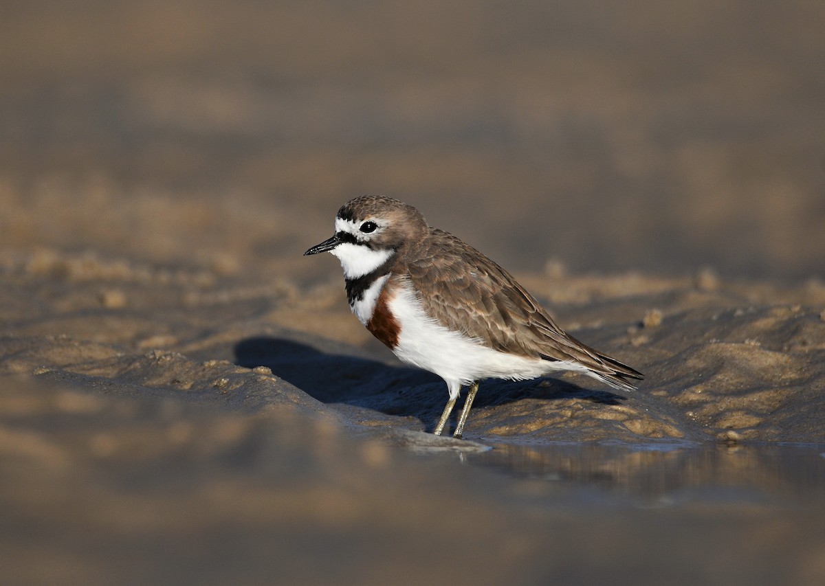 Double-banded Plover - ML250476101