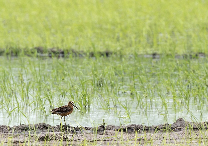 Long-billed Dowitcher - ML250479971