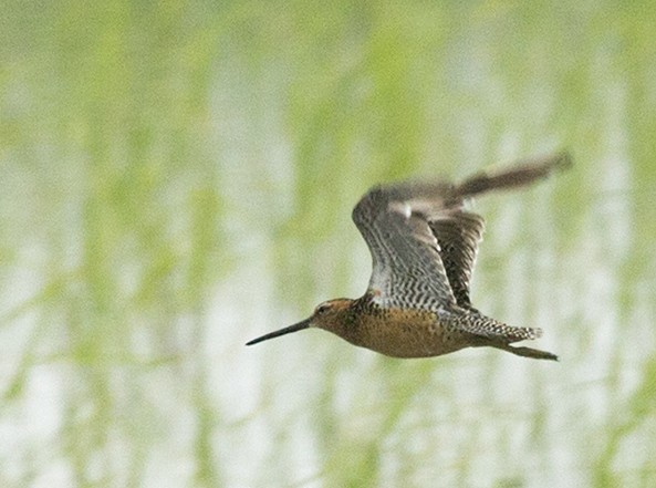 Long-billed Dowitcher - ML250480011