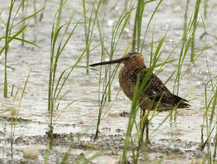 Long-billed Dowitcher - ML250480051