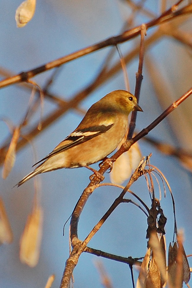 American Goldfinch - Christian Newton