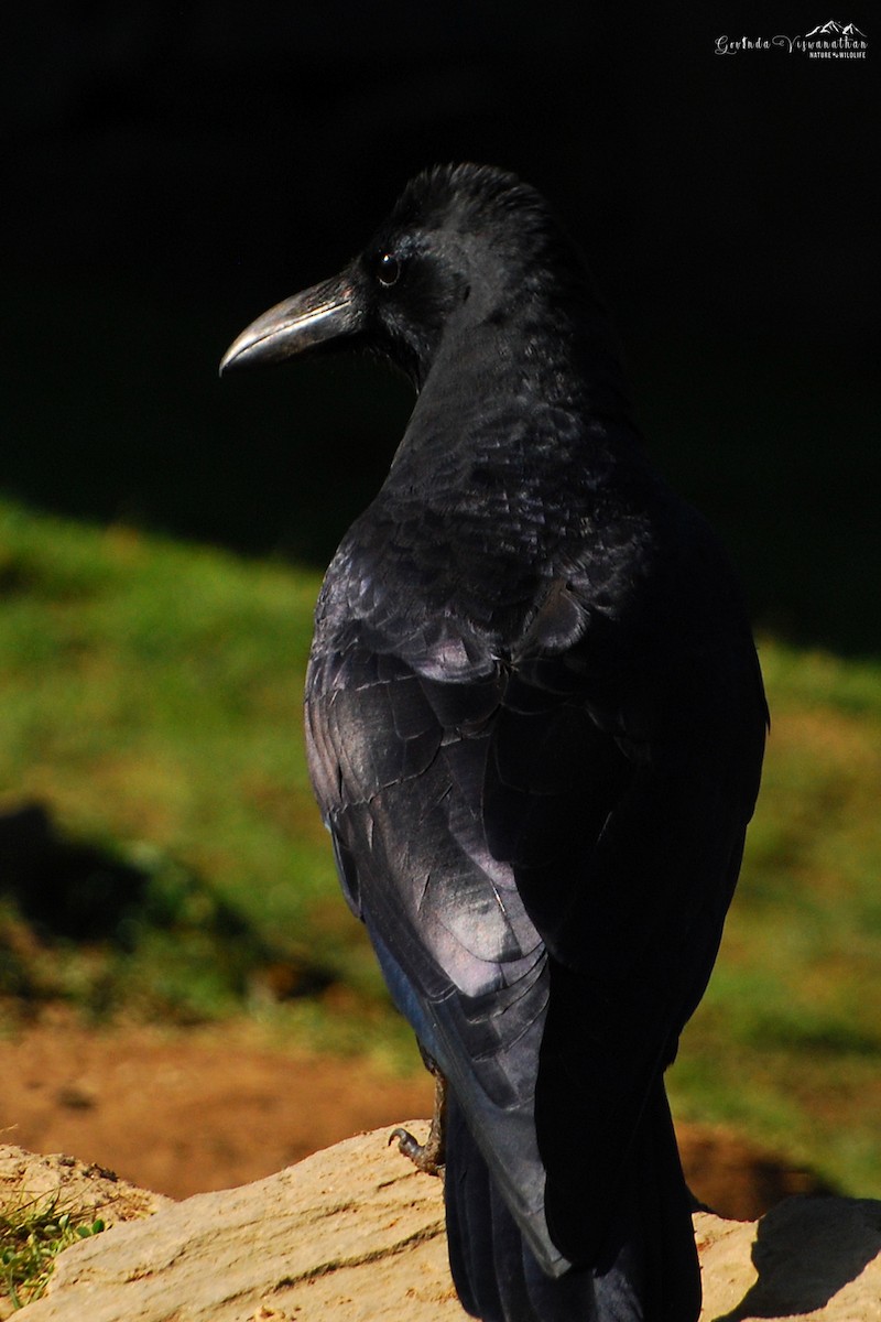 Large-billed Crow - ML250483911