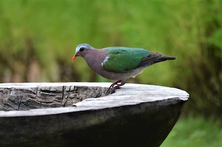 Asian Emerald Dove, ML250485841