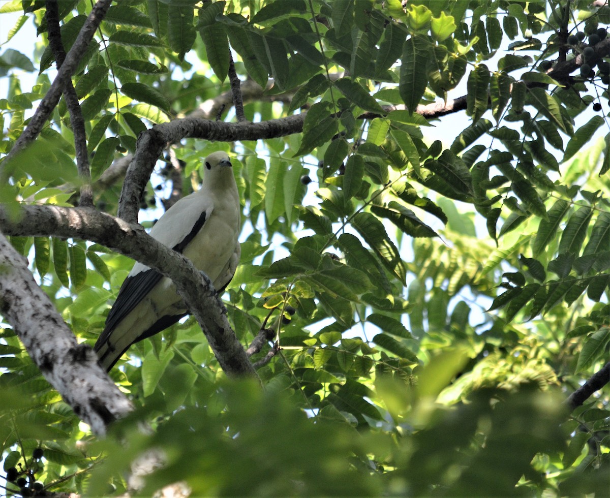 Pied Imperial-Pigeon - ML250487141