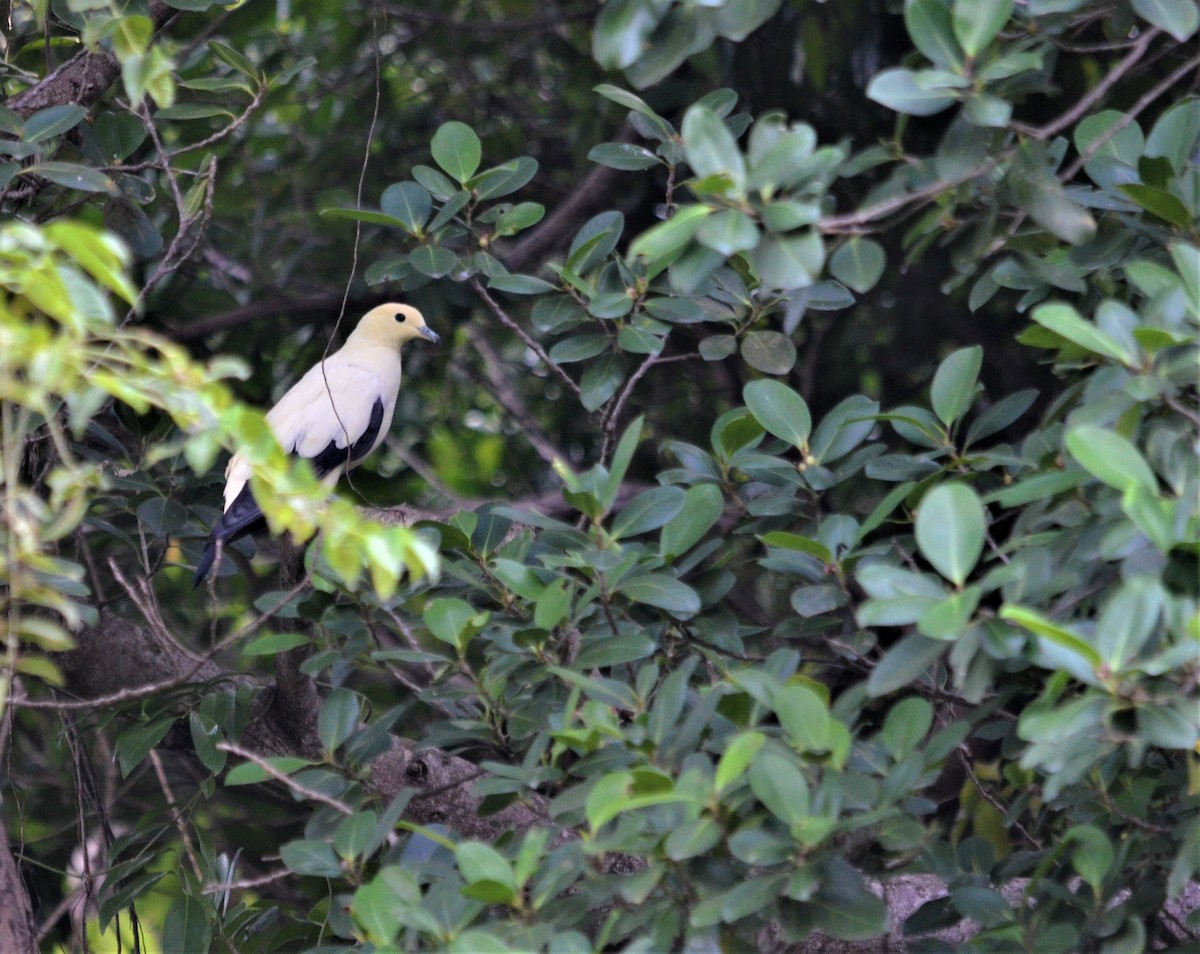Pied Imperial-Pigeon - ML250487151