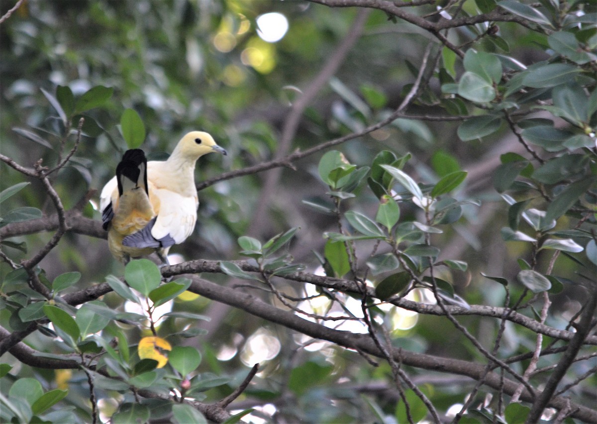 Pied Imperial-Pigeon - ML250487161