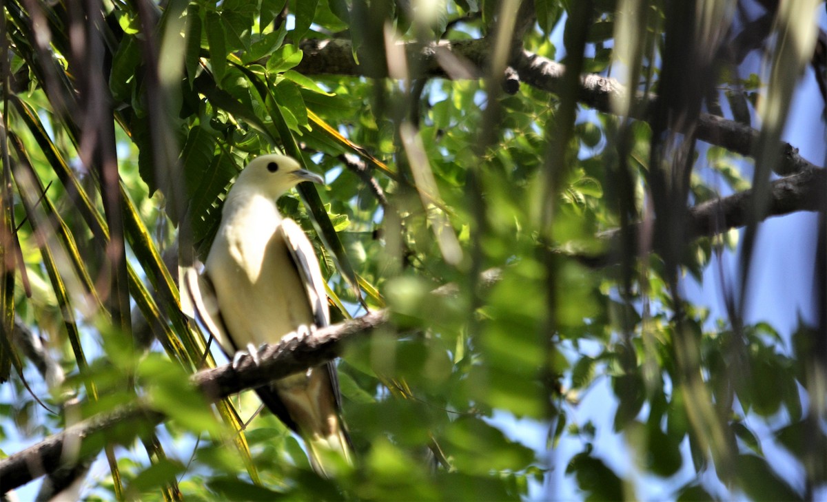 Pied Imperial-Pigeon - ML250487171