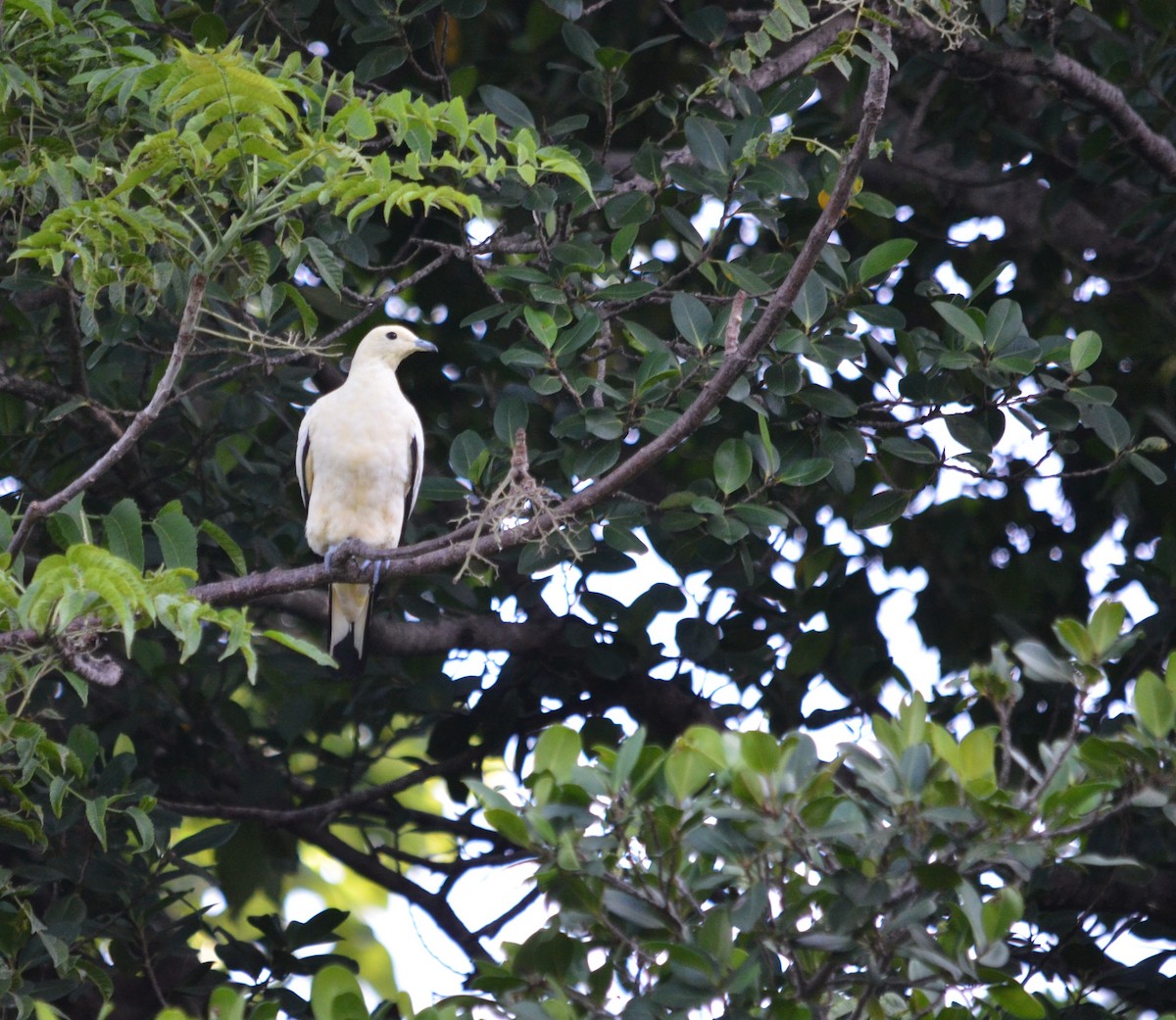 Pied Imperial-Pigeon - ML250487181