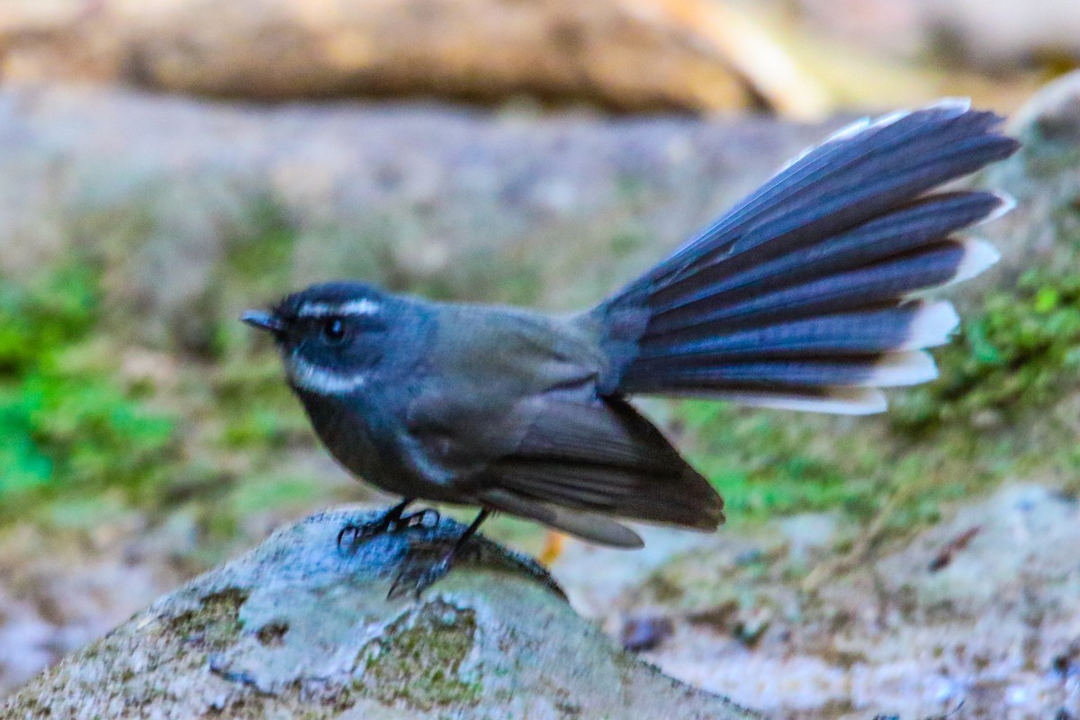 White-throated Fantail - ML250489491