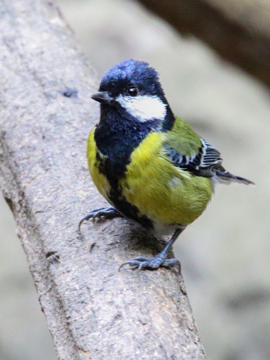 Green-backed Tit - ML250489521