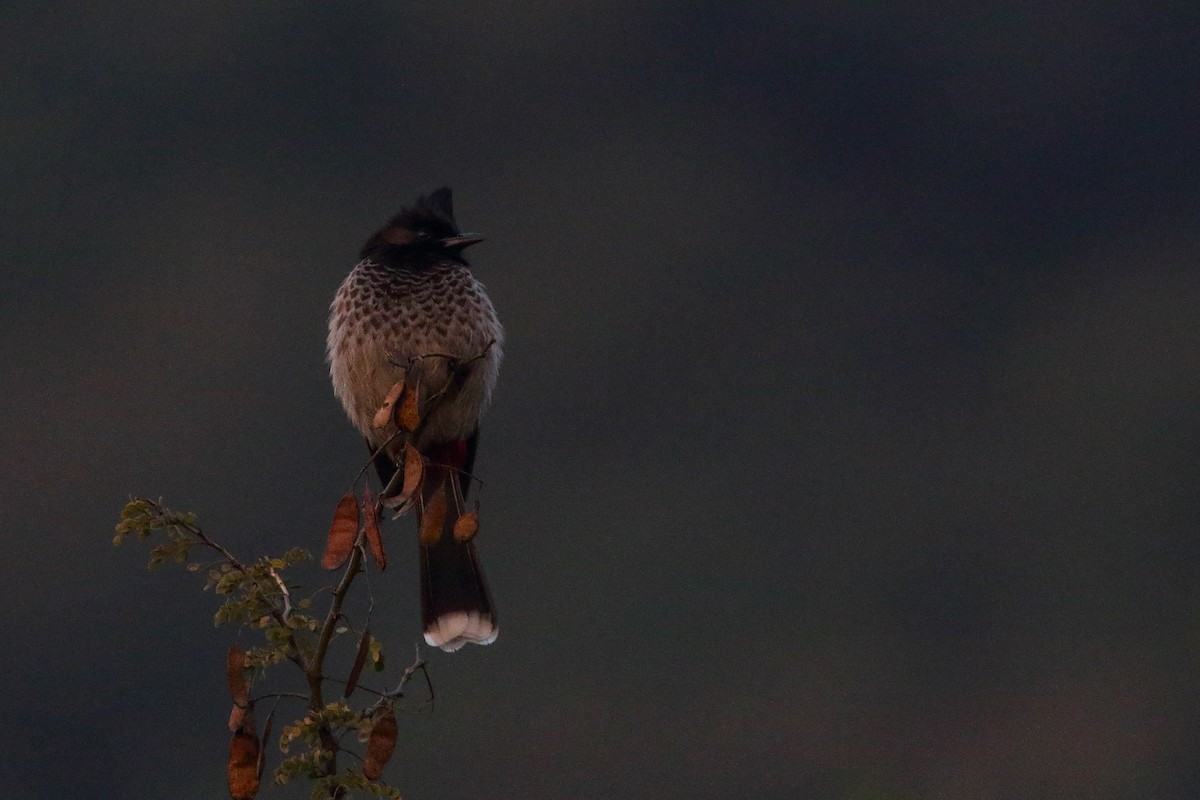 Red-vented Bulbul - ML250489641