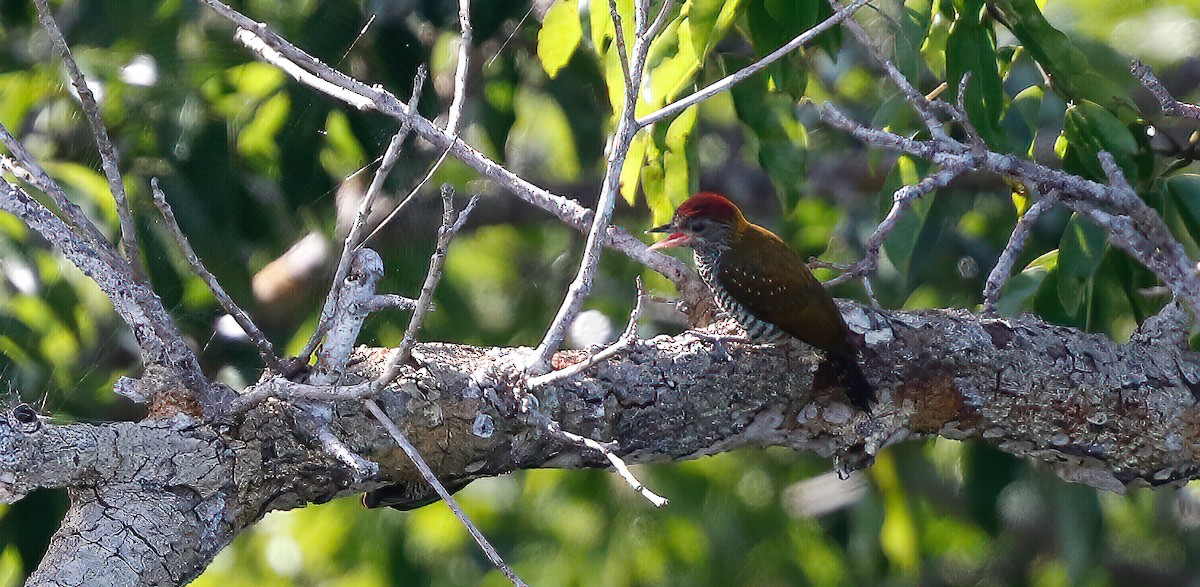 Golden-collared Woodpecker - Per Smith