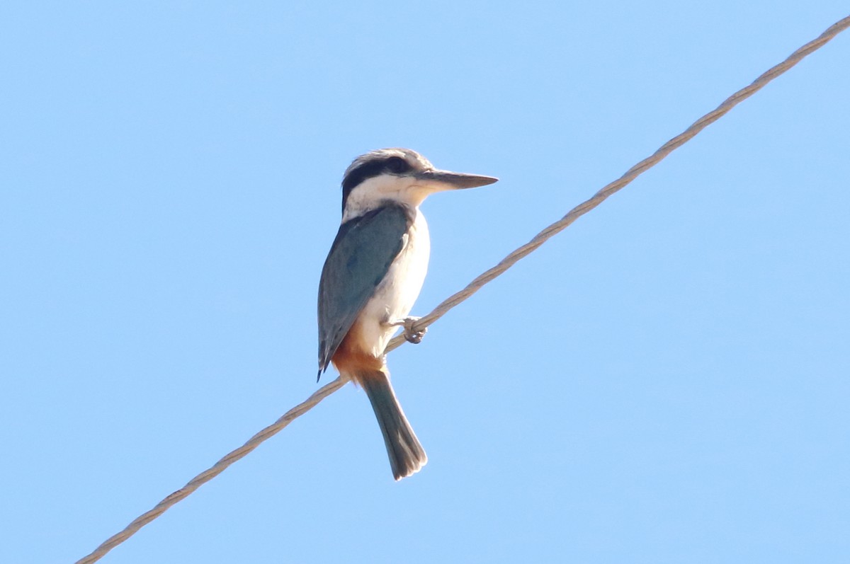 Red-backed Kingfisher - ML250492201
