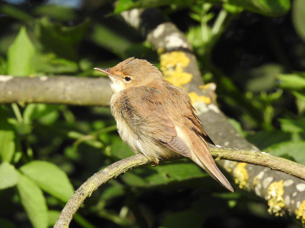 Common Reed Warbler - ML250493371