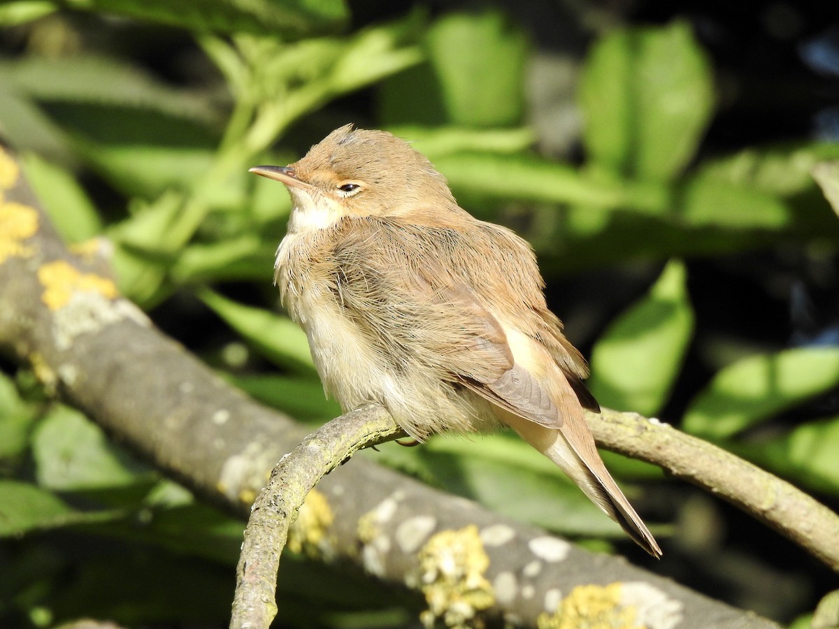 Common Reed Warbler - ML250493391