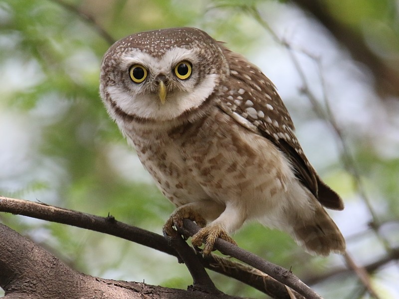 Spotted Owlet - ML250494581