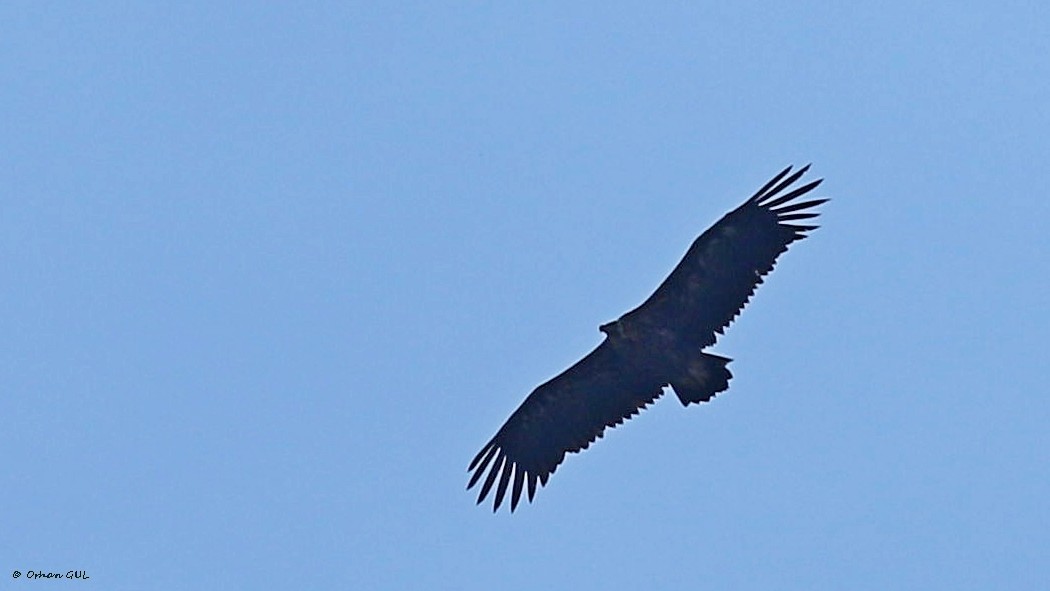 Cinereous Vulture - Orhan Gül