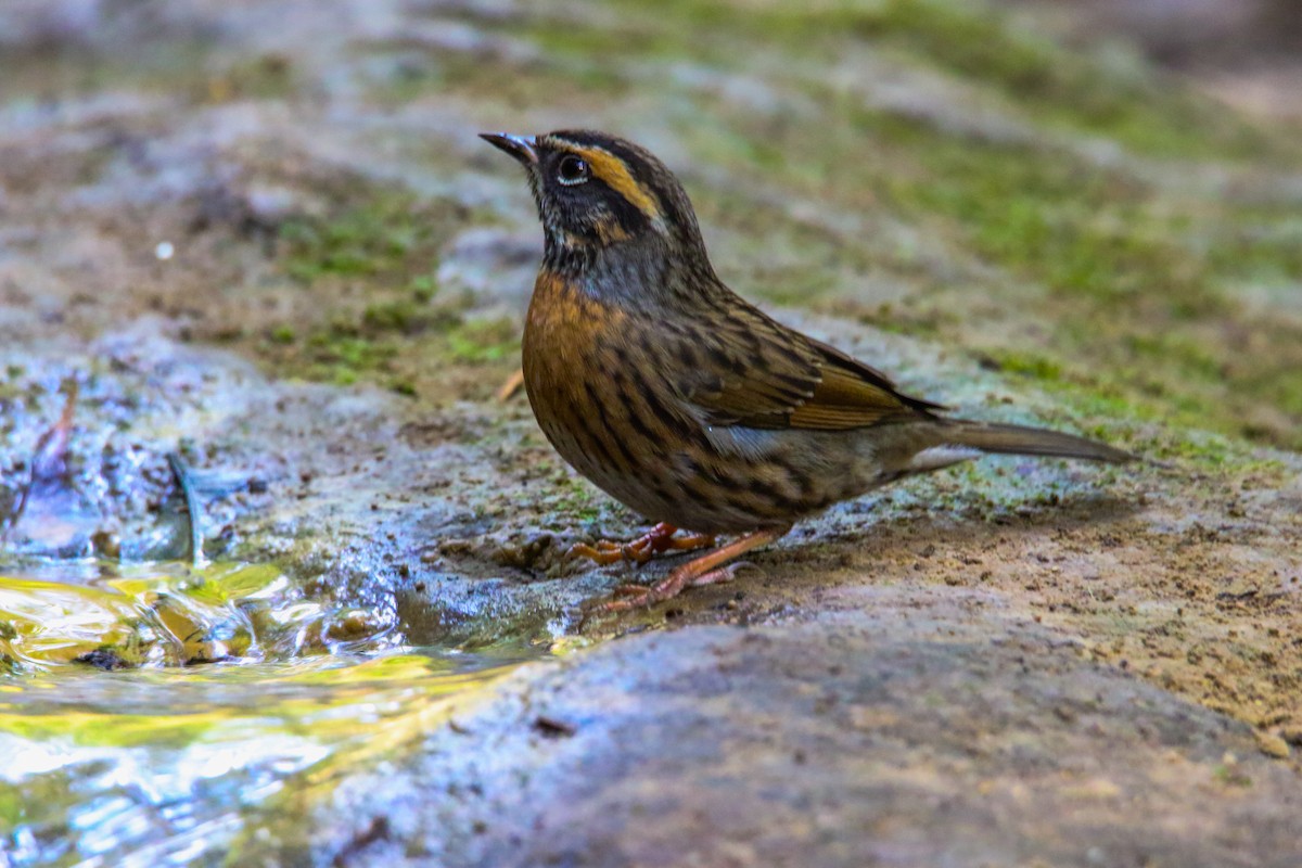 Rufous-breasted Accentor - ML250496271