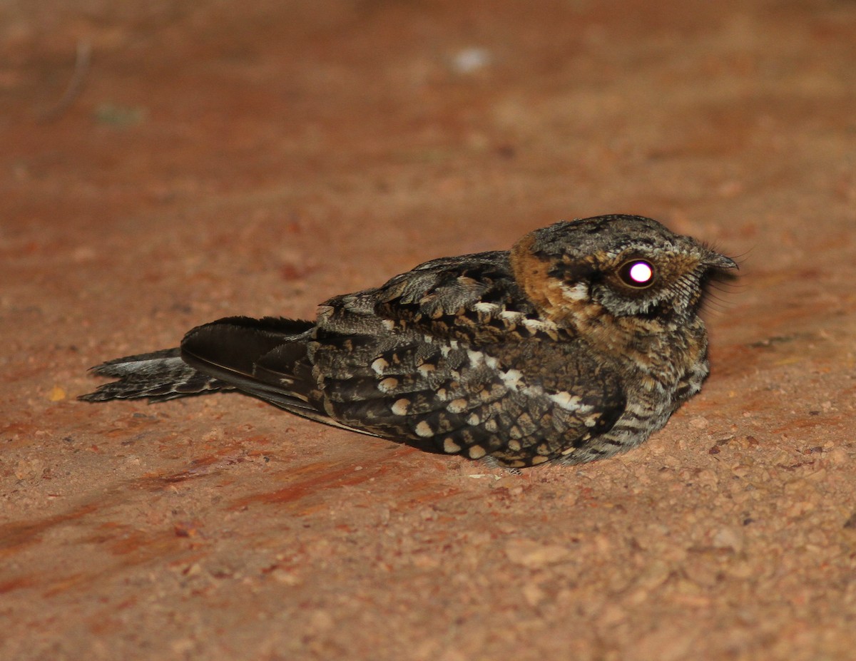 Scissor-tailed Nightjar - Stephan Lorenz
