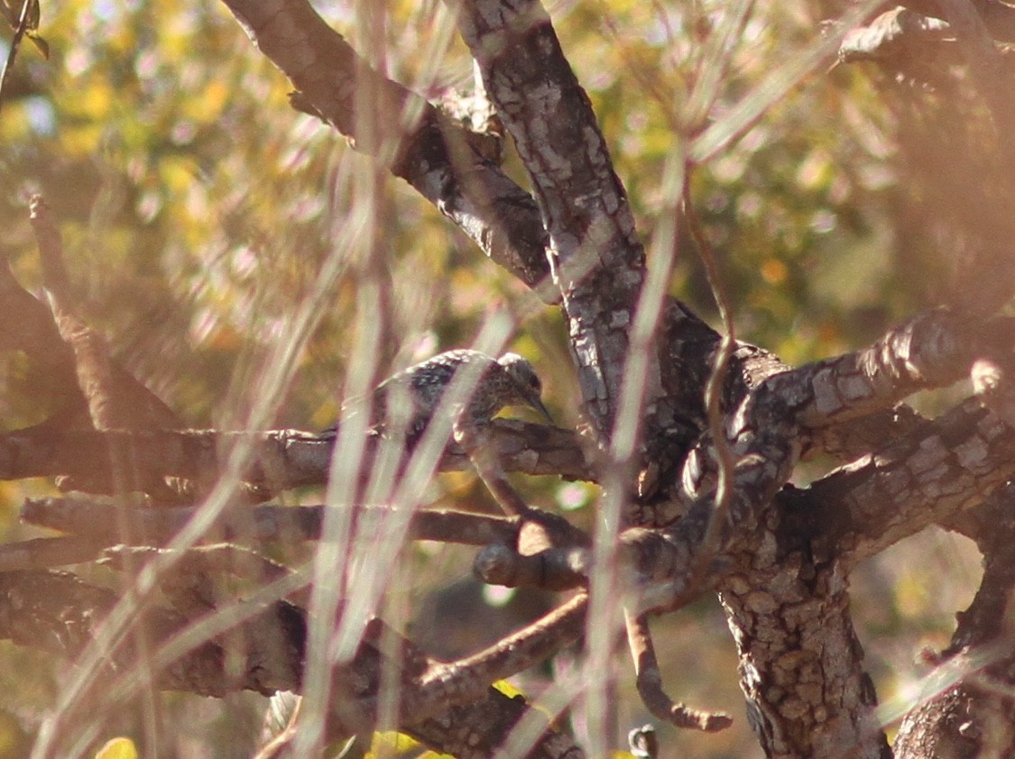 Checkered Woodpecker - ML250499661