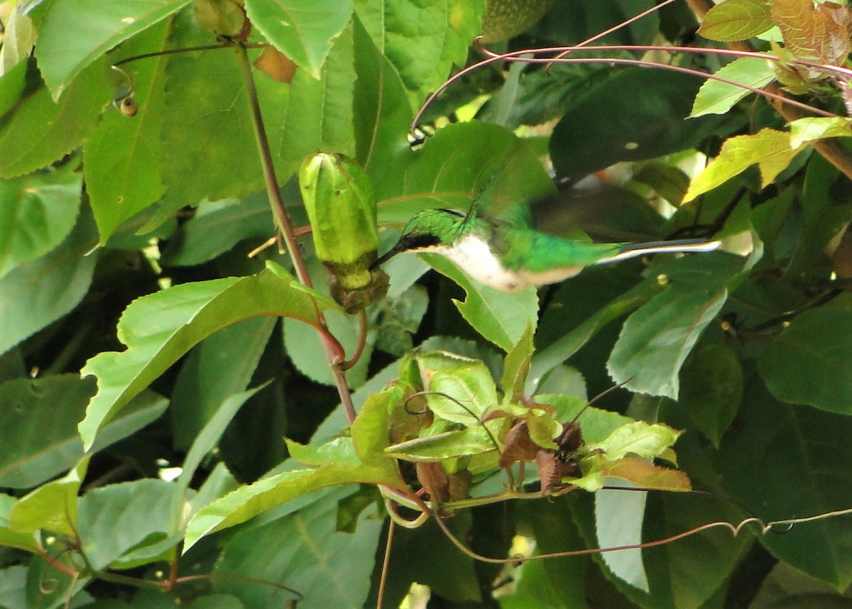 kolibřík černouchý - ML250502301