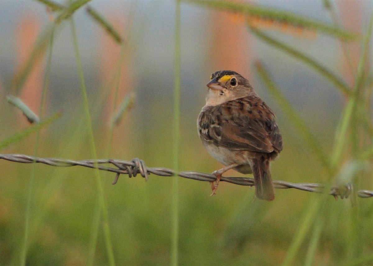 Grassland Sparrow - Carlos Otávio Gussoni