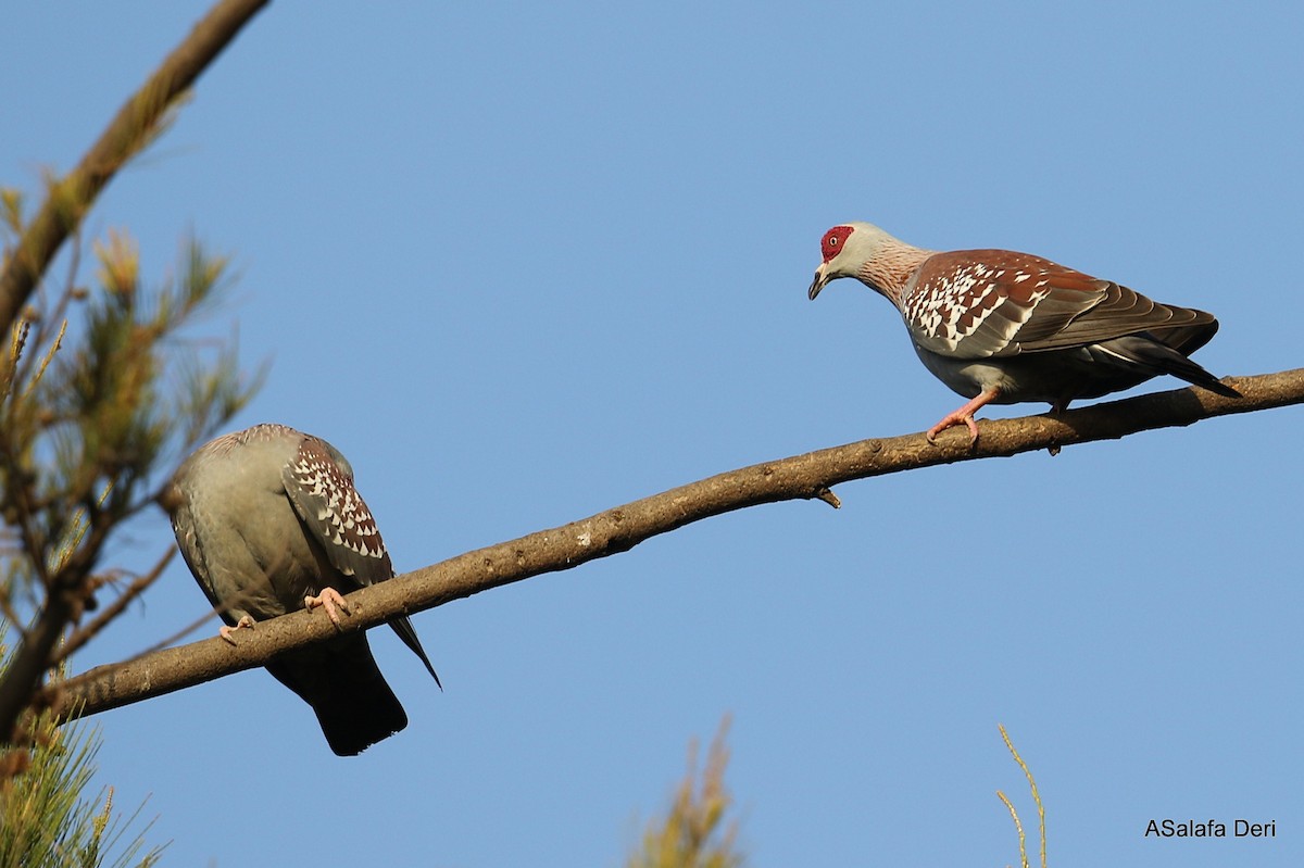 Speckled Pigeon - ML250507541