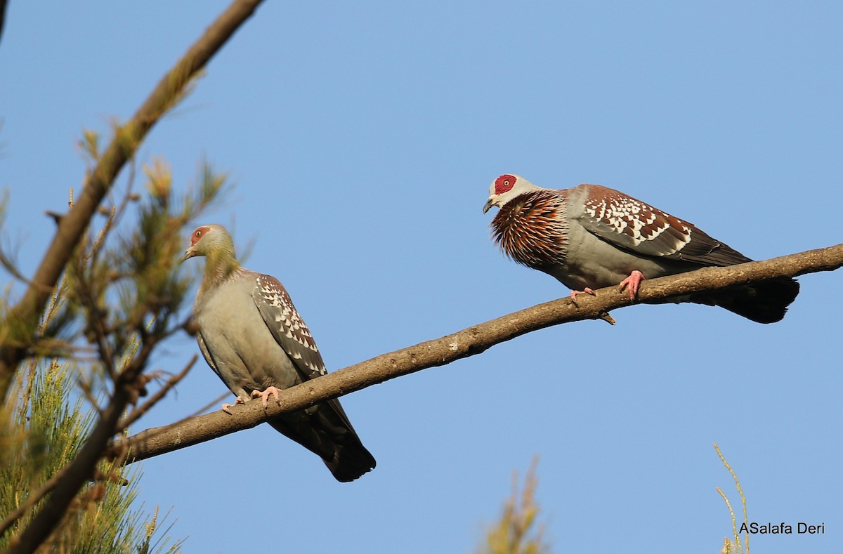 Speckled Pigeon - ML250507551