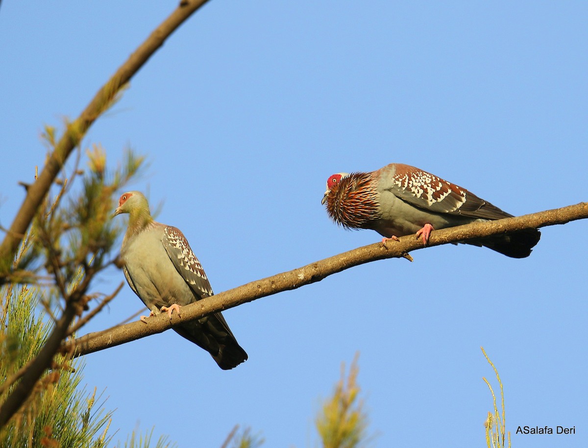 Speckled Pigeon - ML250507571