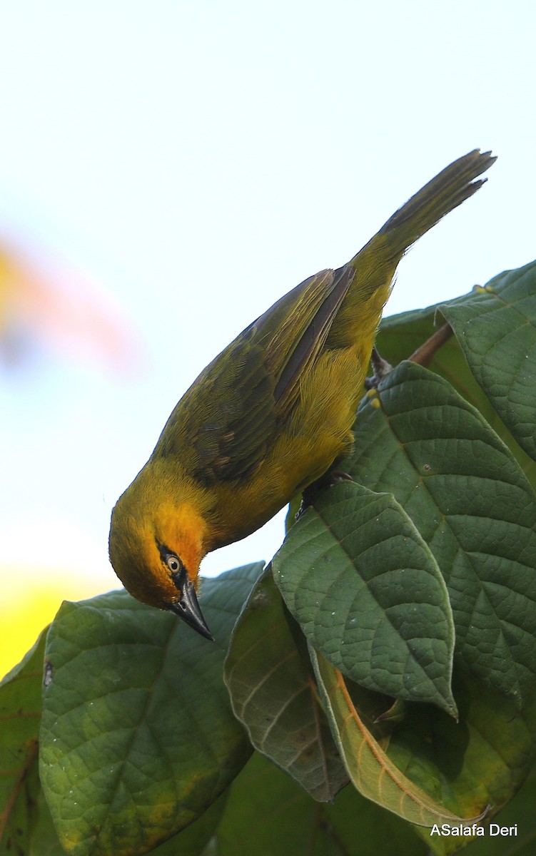 Spectacled Weaver (Yellow-throated) - ML250509451