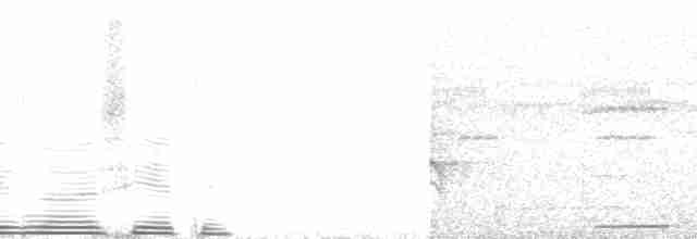 Chocó-Strichelameisenschlüpfer - ML250512