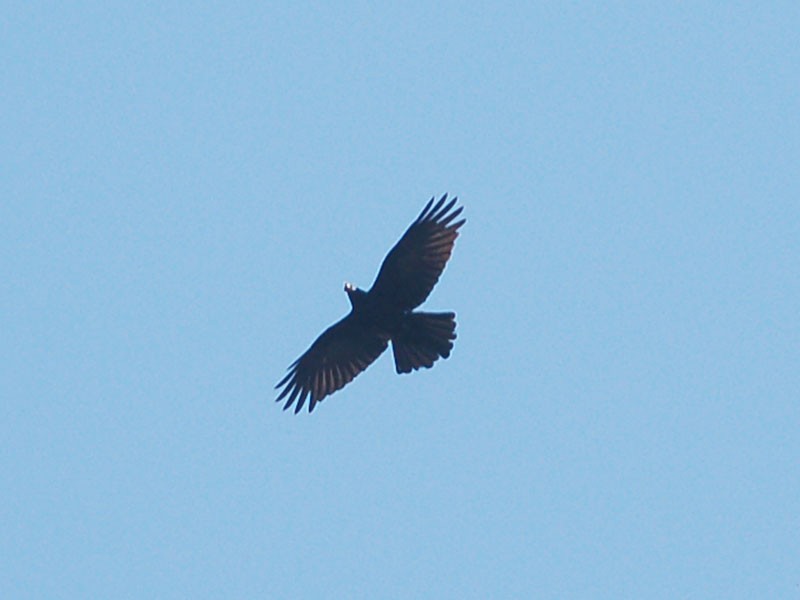 Common Raven - Vinod Gupta
