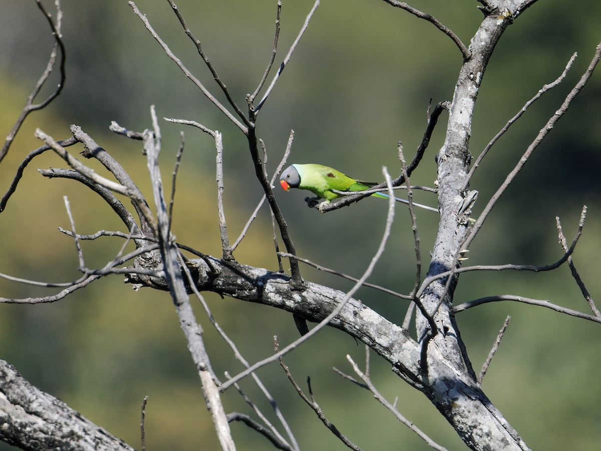 Gray-headed Parakeet - Nick Athanas