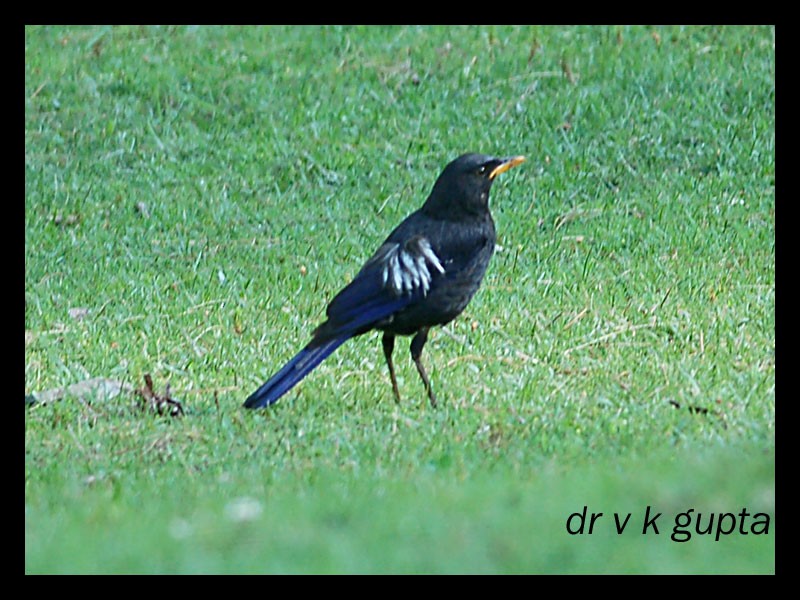 Gray-winged Blackbird - Vinod Gupta