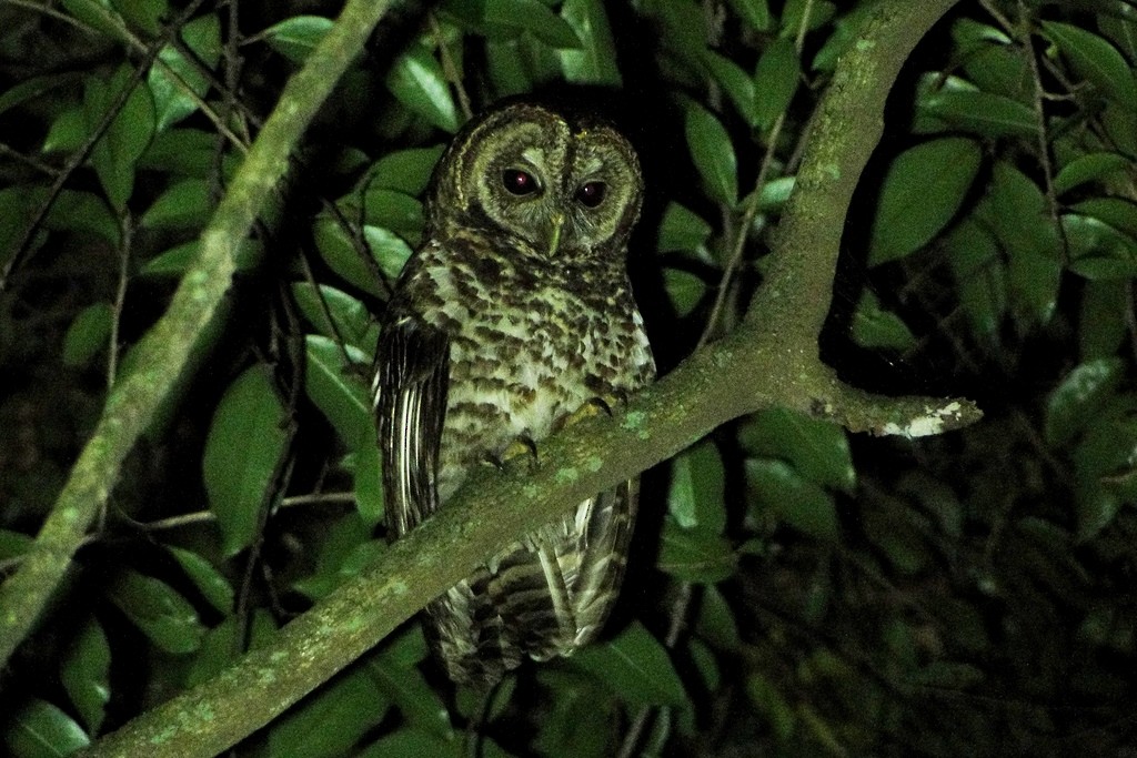 Rusty-barred Owl - Carlos Otávio Gussoni