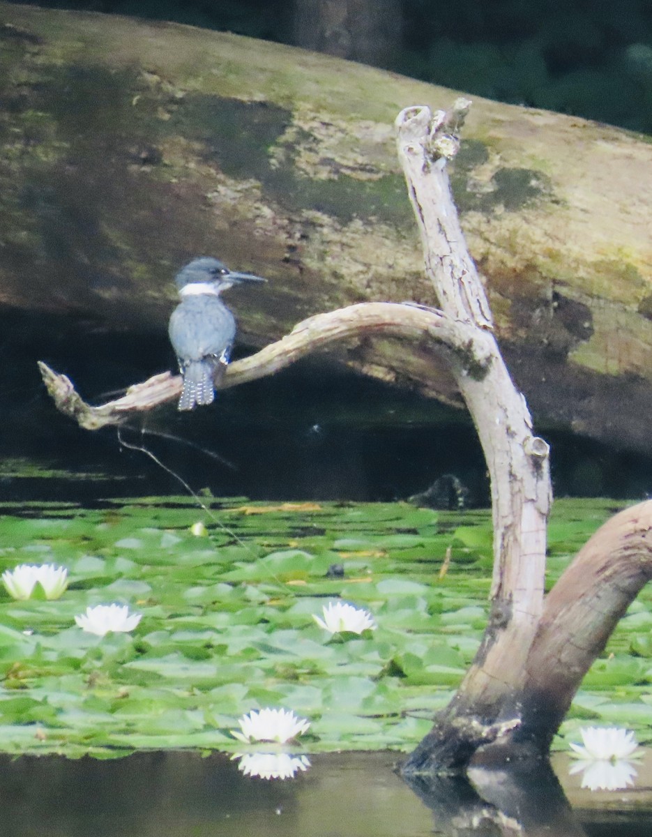 Belted Kingfisher - ML250519111