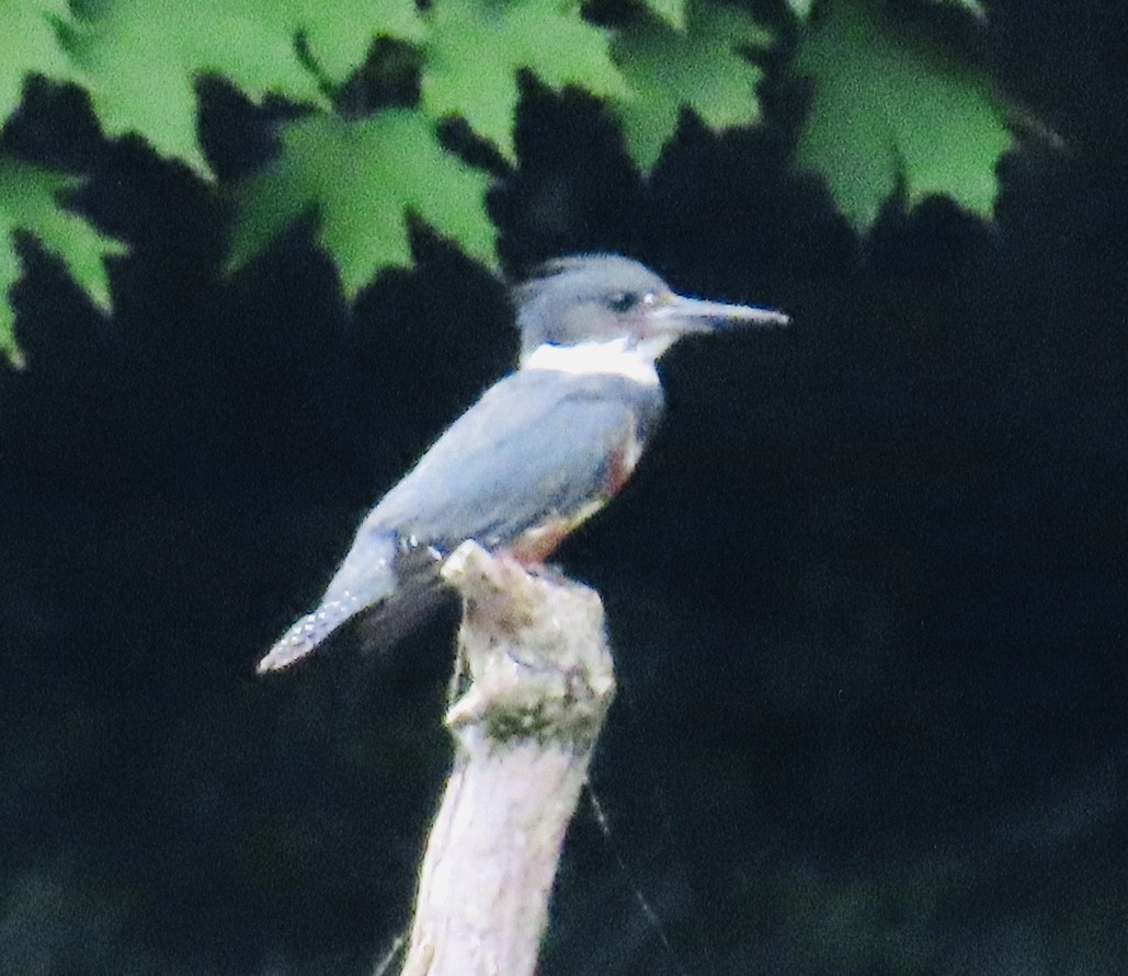 Belted Kingfisher - ML250519241